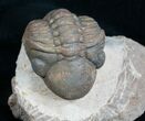 Nicely Displayed, Arched Reedops Trilobite #4090-1